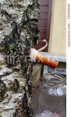 The spring gathering of birch sap in a bottle The spring gathering of birch sap in a bottle 76049044