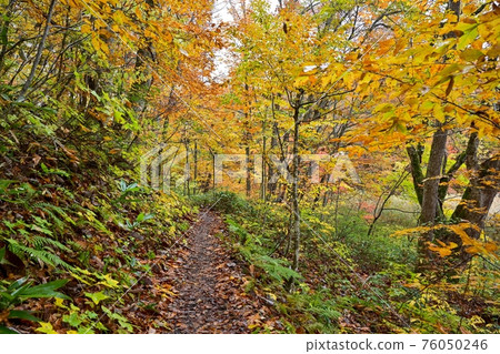 Yellow leaves scene of Tsutanuma promenade in late autumn @ Aomori 76050246