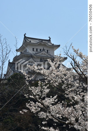 Himeji Castle castle tower and Yoshino cherry tree 76050406