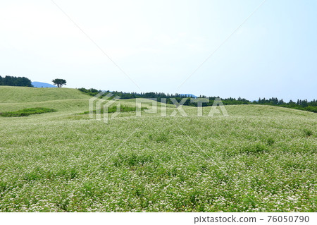濟州島、漢拿山、中山區、鄉村、草原、牧場、櫻花、春天的花朵、蕎麥花、田野、風景、 76050790