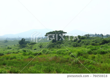 Jeju, Mt. Halla, mid-mountainous area, rural area, grassland, pasture, cherry blossoms, spring flowers, buckwheat flowers, fields, scenery, 76050818