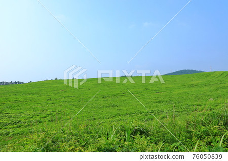 Jeju, Mt. Halla, mid-mountainous area, rural area, grassland, pasture, cherry blossoms, spring flowers, buckwheat flowers, fields, scenery, Jeju, Mt. Halla, mid-mountainous area, rural area, grassland, pasture, cherry blossoms, spring flowers, buckwheat flowers, fields, scenery, 76050839