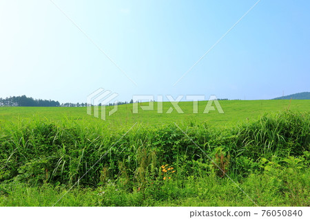 Jeju, Mt. Halla, mid-mountainous area, rural area, grassland, pasture, cherry blossoms, spring flowers, buckwheat flowers, fields, scenery, Jeju, Mt. Halla, mid-mountainous area, rural area, grassland, pasture, cherry blossoms, spring flowers, buckwheat flowers, fields, scenery, 76050840