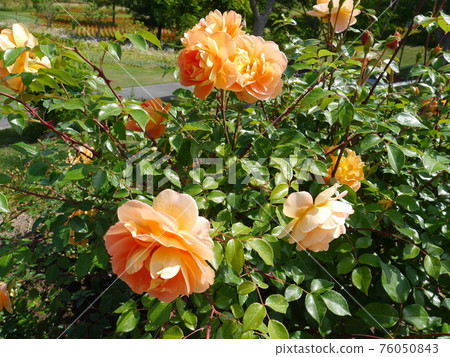 橙色玫瑰 76050843