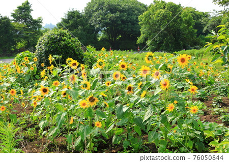 濟州島、漢拿山、中山區、鄉村、草原、牧場、櫻花、春天的花朵、蕎麥花、田野、風景、 76050844