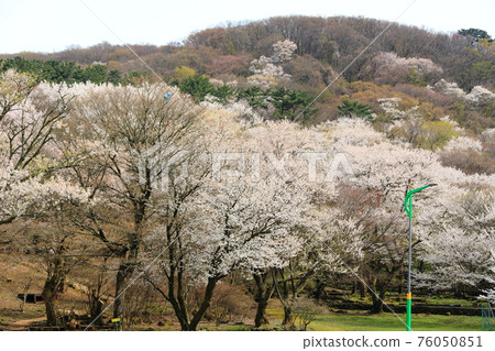 Jeju, Mt. Halla, mid-mountainous area, rural area, grassland, pasture, cherry blossoms, spring flowers, buckwheat flowers, fields, scenery, Jeju, Mt. Halla, mid-mountainous area, rural area, grassland, pasture, cherry blossoms, spring flowers, buckwheat flowers, fields, scenery, 76050851