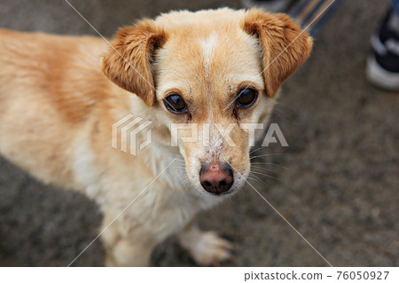 dog dog 76050927