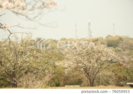 大牟田市天城山公園櫻花, 大牟田市天城山公園櫻花, 76050953