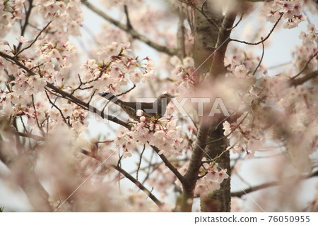 大牟田市天城山公園 Sakura Bulbul, 大牟田市天城山公園 Sakura Bulbul, 76050955