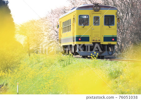 Isumi 鐵路“包裹在春天和油菜花” 76051038