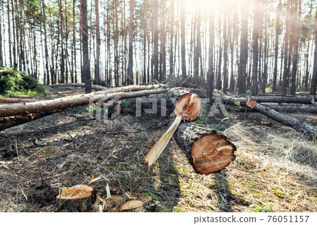 Felling big coniferous pine tree logs at forest landscape. Industrial commercial deforestation. Nature disaster and environment danger concept. Sustainable resources illegal overexploitation crime Felling big coniferous pine tree logs at forest landscape. Industrial commercial deforestation. Nature disaster and environment danger concept. Sustainable resources illegal overexploitation crime 76051157