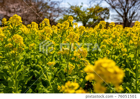 強姦開花 76051501