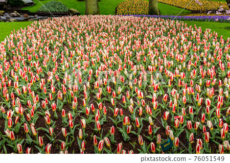 red and white tulips in Keukenhof, Netherlands red and white tulips in Keukenhof, Netherlands 76051549