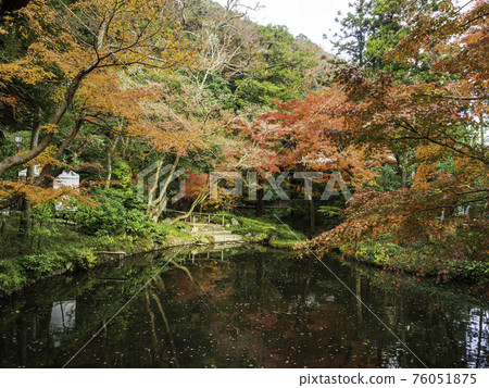 柳原上池、鎌倉、鶴岡八幡宮的秋葉 76051875