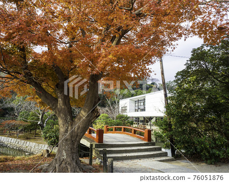 鎌倉/鶴岡八幡宮:平家池前的紅葉 鎌倉/鶴岡八幡宮:平家池前的紅葉 76051876