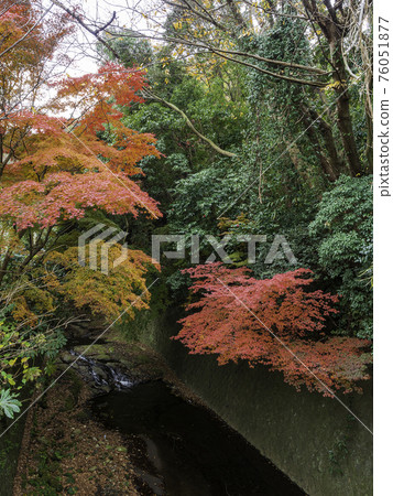 鎌倉・金澤高速公路的紅葉 鎌倉・金澤高速公路的紅葉 76051877