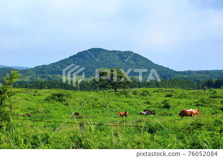 馬牧場,馬場,牧場,草地,漢拿山,草原,田野,夜景, 馬牧場,馬場,牧場,草地,漢拿山,草原,田野,夜景, 76052084