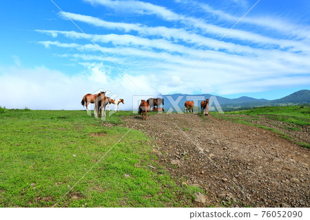 馬牧場,馬場,牧場,草地,漢拿山,草原,田野,夜景, 馬牧場,馬場,牧場,草地,漢拿山,草原,田野,夜景, 76052090