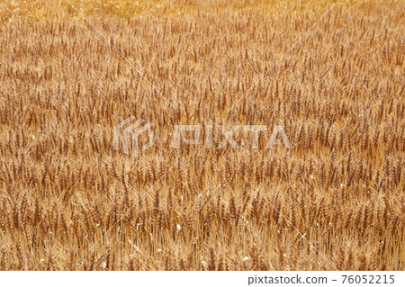 收穫前夕,金黃的麥田 收穫前夕,金黃的麥田 76052215