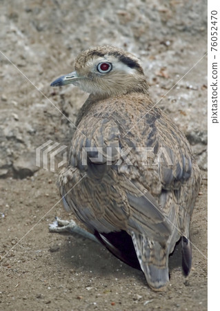 Vertical of a Peruvian Thick-Knee, Burhinus superciliaris 76052470