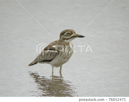 Water Dikkop or Water Thick-Knee, Burhinus vermiculatus, resting in the water Water Dikkop or Water Thick-Knee, Burhinus vermiculatus, resting in the water 76052471