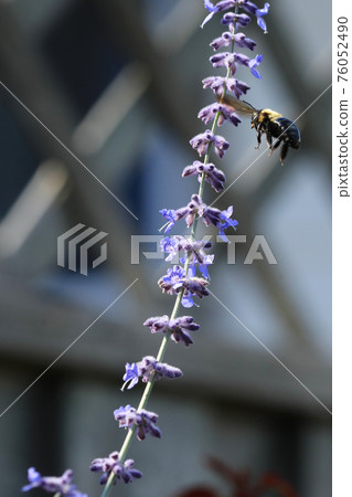 Vertical of Russian Sage with Common Eastern Bumble Bee, Bombus impatiens Vertical of Russian Sage with Common Eastern Bumble Bee, Bombus impatiens 76052490