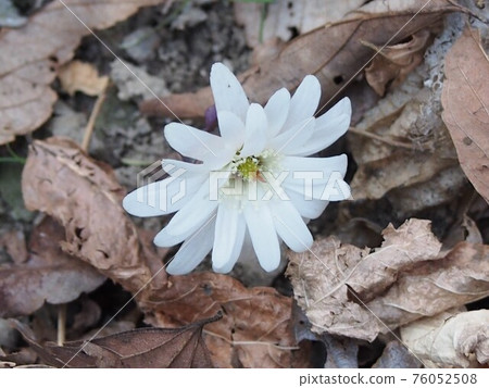 Azumajige（Kashikozan /埼玉縣Yorii鎮） 76052508