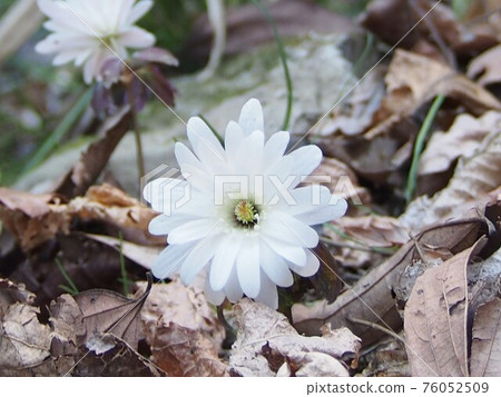 Azumajige（Kashikozan /埼玉縣Yorii鎮） 76052509