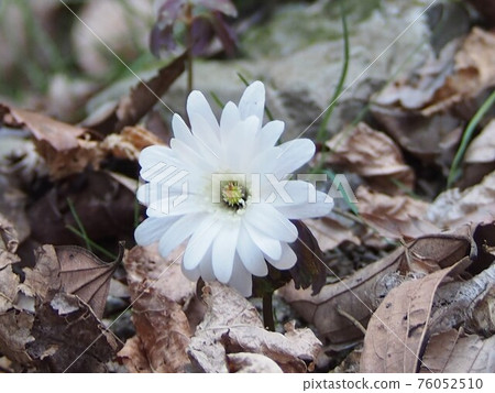 Azumajige(Kashikozan /埼玉縣Yorii鎮) Azumajige(Kashikozan /埼玉縣Yorii鎮) 76052510