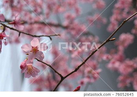 櫻花 76052645