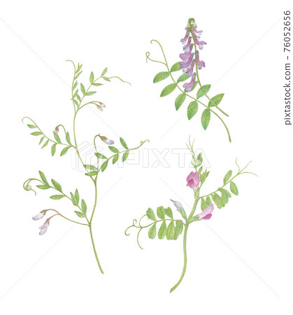 春天的野花 76052656