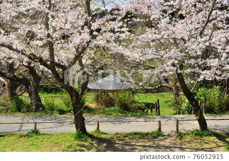 鎌倉市源氏山公園櫻花盛開和亭台樓閣 鎌倉市源氏山公園櫻花盛開和亭台樓閣 76052915