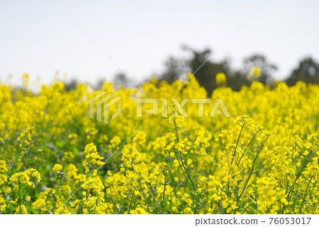 Rape blossoms spreading all over Rape blossoms spreading all over 76053017