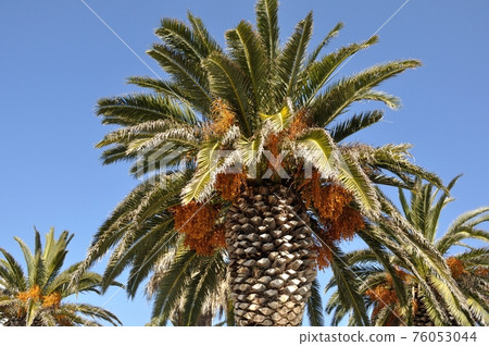 Date palm Date palm 76053044