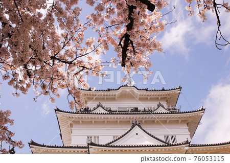 小田原城的櫻花 小田原城的櫻花 76053115