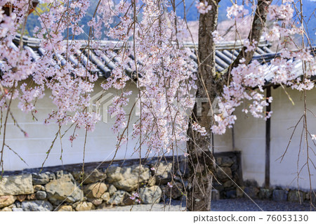 大悟寺 垂枝櫻花盛開 大悟寺 垂枝櫻花盛開 76053130