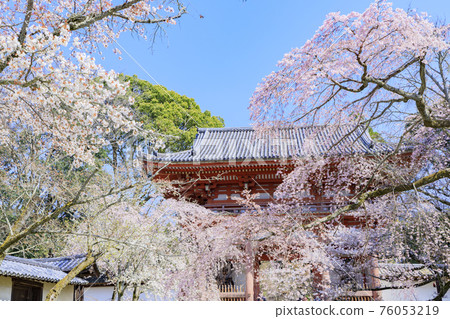 Daigoji Temple Weeping cherry blossoms in full bloom 76053219