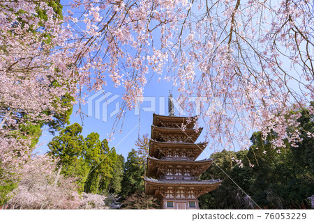 Daigoji Temple Weeping cherry blossoms in full bloom 76053229