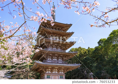 Daigoji Temple Weeping cherry blossoms in full bloom 76053233