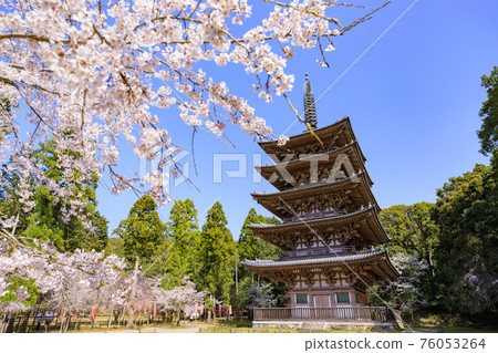 Daigoji Temple Weeping cherry blossoms in full bloom Daigoji Temple Weeping cherry blossoms in full bloom 76053264