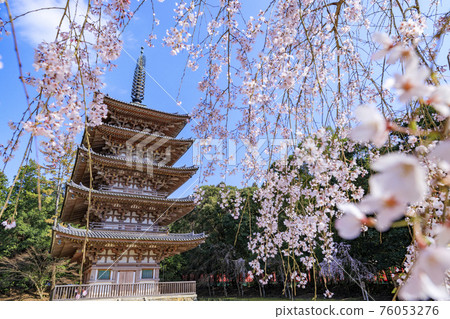 Daigoji Temple Weeping cherry blossoms in full bloom 76053276