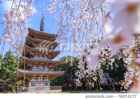 Daigoji Temple Weeping cherry blossoms in full bloom 76053277