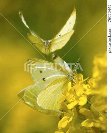 一隻雄性試圖與一對在油菜田交配的白菜白人交配 一隻雄性試圖與一對在油菜田交配的白菜白人交配 76053443