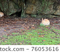 Rabbit on Usagi Island (Okunoshima) 76053616