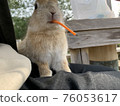 Rabbit on Usagi Island (Okunoshima) 76053617