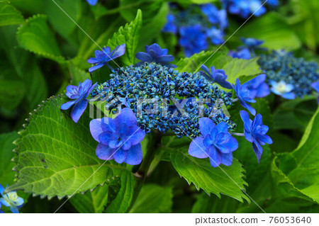 Hydrangea in Hasedera, Kamakura 76053640