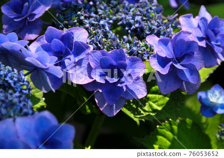 鎌倉長谷寺的繡球花 鎌倉長谷寺的繡球花 76053652