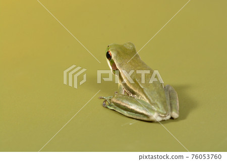 Frog, La Pampa, Argentina Frog, La Pampa, Argentina 76053760