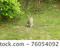 Stray cat on the lawn 76054092