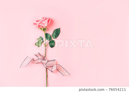 Beautiful rose of pink color against a pink background. Free space for text Beautiful rose of pink color against a pink background. Free space for text 76054211